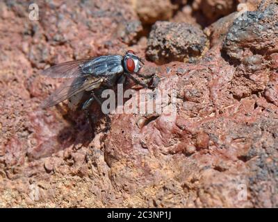 Grande mouche à chair (Sarcophaga sp cf. Ferox.) soleil sur la lave volcanique, , Ténérife, îles Canaries, août. Banque D'Images