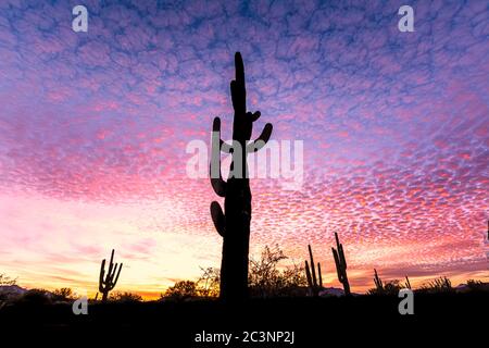 Réserve naturelle de Salt River Banque D'Images