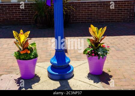 Phoenixville, PA, USA - 14 juin 2020 : des fleurs colorées en jardinières sont exposées le long de la rue principale de la ville. Banque D'Images