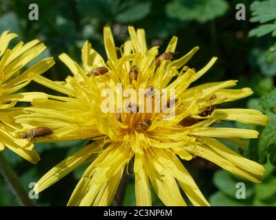 Agrégation de dendroctones (Byturus ochraceus) se nourrissant du pollen de Dandelion (Taraxacum officinalis) par un sentier forestier, Wiltshire, Royaume-Uni, avril. Banque D'Images