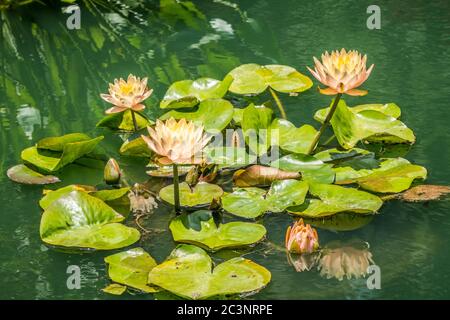 Un grand groupe de nénuphars de couleur pêche ou abricot fleurit avec des blocs de feuilles entourant les fleurs ouvertes dans un étang lors d'une journée ensoleillée en somme Banque D'Images