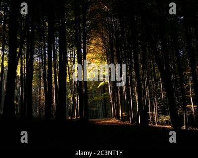Photo à couper le souffle d'une forêt mystérieuse ombratée - idéal pour fonds d'écran Banque D'Images