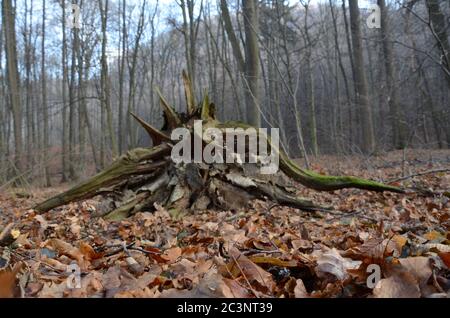 Foyer sélectif d'une racine d'arbre géant dans un mystique forêt Banque D'Images