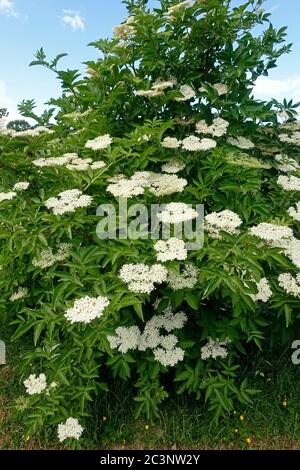 Elderflower en pleine fleur Royaume-Uni Banque D'Images