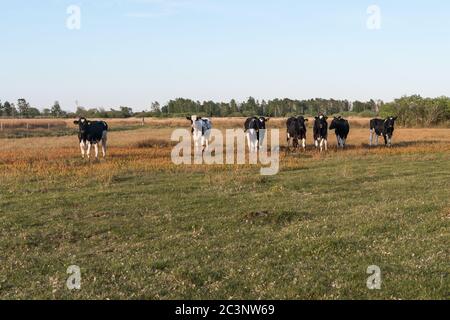 Jeunes vaches noires et blanches debout côte à côte dans une prairie Banque D'Images