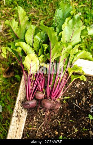 Des betteres fraîchement cueillies provenant du potager surélevé Banque D'Images