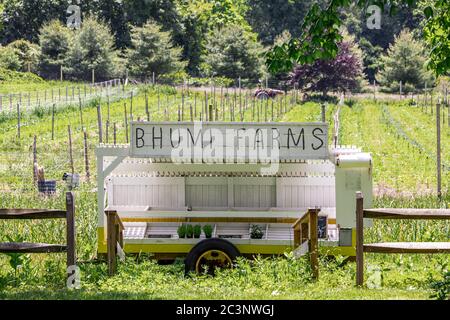 Bhumi Farms, stand de ferme à East Hampton, NY Banque D'Images