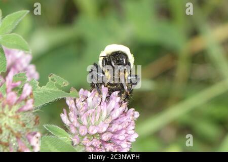 ST. CHARLES, ÉTATS-UNIS - 16 août 2019 : une abeille se nourrit de nectar d'une plante de trèfle rouge Banque D'Images