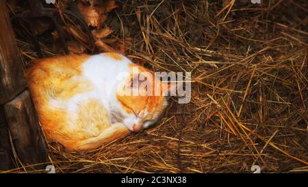 Chat rouge dormant sur le foin. Belle photo rurale gros plan. Banque D'Images