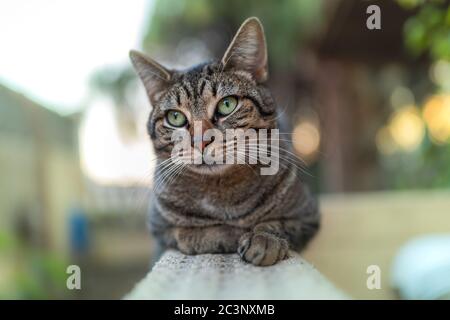 Gros plan. Chat tabby gris avec les yeux verts posés sur un mur dans le jardin, regarde la caméra 2 Banque D'Images