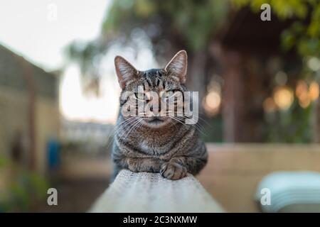 Gros plan. Chat tabby gris avec les yeux verts posés sur un mur dans le jardin, regarde la caméra en colère Banque D'Images