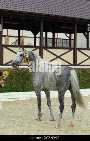 Regardez le portrait arrière d'un beau cheval gris PRÉ-dressage avec rosette gagnante Banque D'Images