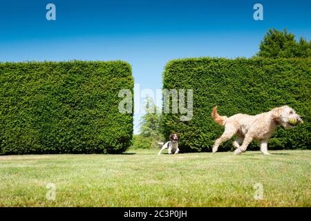 Springer Spaniel et Labradoodle jouant dans un jardin Banque D'Images