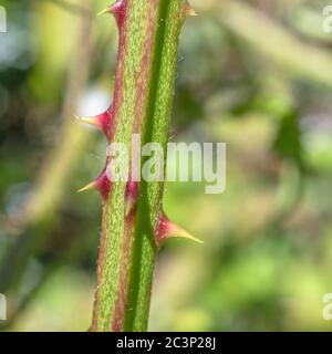 Gros plan d'une tige de Brumble / Rubus fruticosus, ou venu, montrant des épines / des pickles tranchantes. Pour Sharp, défenses de plante, la douleur, la personnalité piqueuse. Banque D'Images