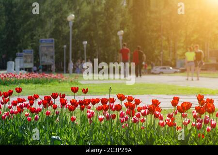 parterre à fleurs avec tulipes rouges sur fond flou de parc de la ville avec des gens qui marchent Banque D'Images