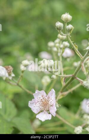 Fleurs et boutons de Brumble/Rubus fruticosus blancs Pinky au Royaume-Uni hedgerow. Source de mûres, évidemment, et autrefois utilisé comme plante médicinale. Banque D'Images