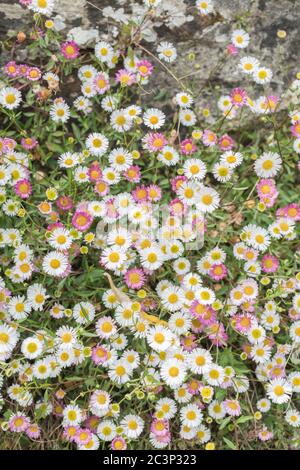 Timbre de fleurs de Fleabane mexicaine, de pâquerette espagnole / Erigeron karvinskianus fleurs. Espèces végétales envahissantes dans certains pays. Plante médicinale en Inde. Banque D'Images