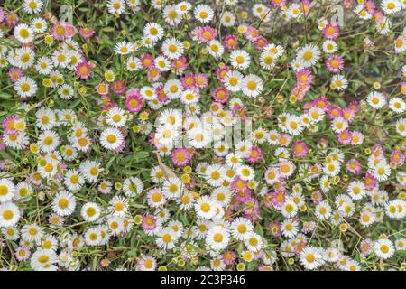 Timbre de fleurs de Fleabane mexicaine, de pâquerette espagnole / Erigeron karvinskianus fleurs. Espèces végétales envahissantes dans certains pays. Plante médicinale en Inde. Banque D'Images