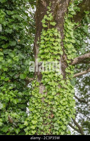 Ivie grimpante - Ivy commune / Hedera hélice poussant sur le tronc d'un arbre de taille moyenne. Concept de rampant. Plante médicinale une fois utilisée en médecine de fines herbes. Banque D'Images