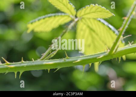Gros plan d'une tige de Brumble / Rubus fruticosus, ou venu, montrant des épines / des pickles tranchantes. Pour Sharp, défenses de plante, la douleur, la personnalité piqueuse. Banque D'Images