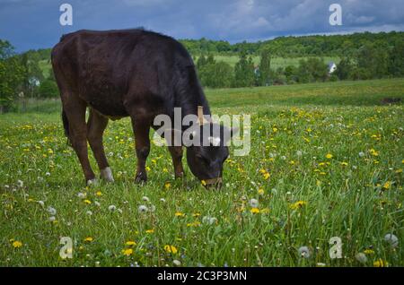 Jeune vache sur une laisse paître dans le Meadow. Banque D'Images