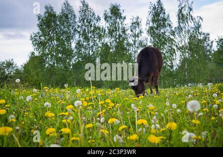 Jeune vache sur une laisse paître dans le Meadow. Banque D'Images