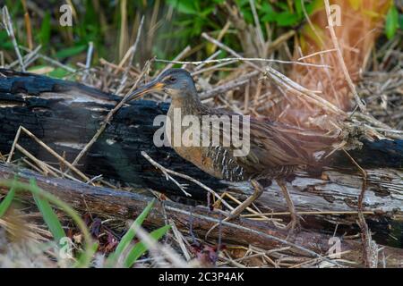 Clapper Rail (Rallus crèpitans), réserve naturelle nationale de St. Marks, Floride, États-Unis Banque D'Images