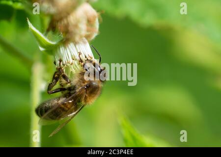 D'abeille Miel du pollen des fleurs. Banque D'Images