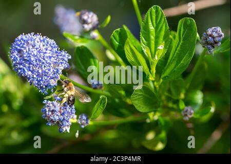 Abeilles collectant du pollen dans un jardin californien de buisson lilas, ceanothus thyrsiflorus Banque D'Images