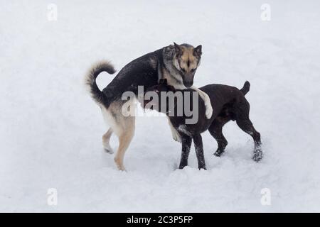 Le joli deutsch drahthaar et le chien multibred jouent sur une neige blanche dans le parc d'hiver. Animaux de compagnie. Chien de race. Banque D'Images