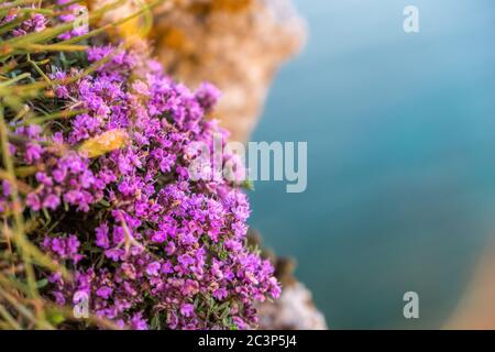 Fleurs violettes de Thymus vulgaris buissons connues sous le nom de thym commun, thym de jardin. Thym devant la mer turquoise sur le cap Fiolent, Crimée. Le concept Banque D'Images