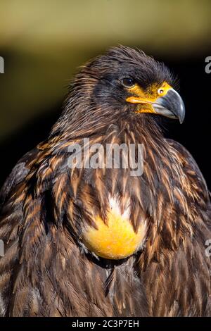 Caracara striée (Phalcoboenus australis), île Carine, Falkland occidental, îles Falkland Banque D'Images