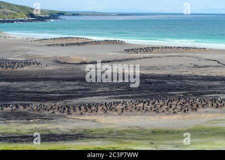 Pingouin Gentoo (Psygoscelis papouasie), colonies reproductrices, île de Saunders, West Falkland, îles Falkland Banque D'Images