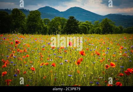 Fleurs de maïs et de coquelicots fleuries avec les montagnes Sokoliki (Rudawy Janowickie) à l'arrière-plan Banque D'Images