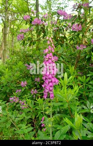 Un rengant dans les jardins de Gosford House and Gardens, Longniddry, East Lothian, Écosse Banque D'Images