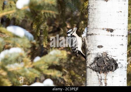 Pic à bois vers le bas, Picoides pubescens, accroché au côté d'un peuplier pendant l'hiver dans une forêt du centre de l'Alberta, au Canada Banque D'Images