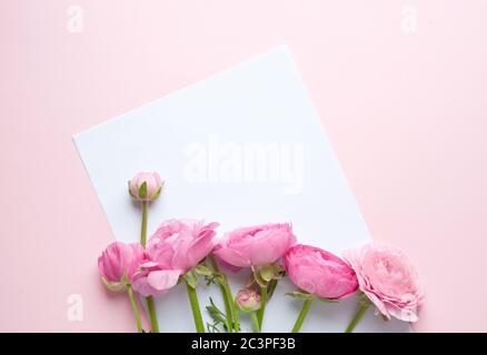 Un bouquet de fleurs de ranunculus roses. Une feuille de papier blanche repose sur du papier rose. Vue de dessus, espace de copie. Concept Fête des mères, Fête de la famille, Saint-Valentin D. Banque D'Images