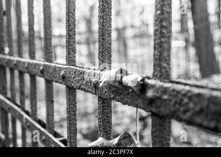 Cliché en niveaux de gris des anciennes clôtures métalliques entièrement recouvertes rouille dans une forêt Banque D'Images