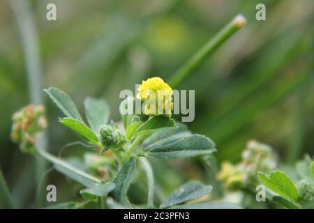 Petite fleur jaune envahissante noire médick, nonesuch, ou de trèfle de saut poussant dans la cour. Banque D'Images