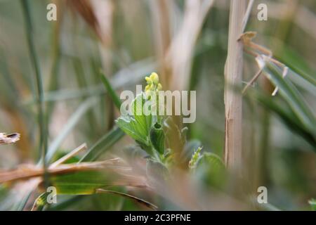 Petite fleur jaune envahissante noire médick, nonesuch, ou de trèfle de saut poussant dans la cour. Banque D'Images