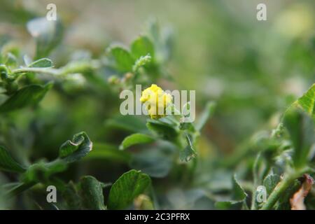 Petite fleur jaune envahissante noire médick, nonesuch, ou de trèfle de saut poussant dans la cour. Banque D'Images