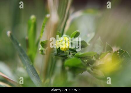 Petite fleur jaune envahissante noire médick, nonesuch, ou de trèfle de saut poussant dans la cour. Banque D'Images