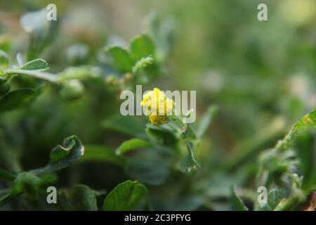 Petite fleur jaune envahissante noire médick, nonesuch, ou de trèfle de saut poussant dans la cour. Banque D'Images