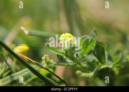 Petite fleur jaune envahissante noire médick, nonesuch, ou de trèfle de saut poussant dans la cour. Banque D'Images
