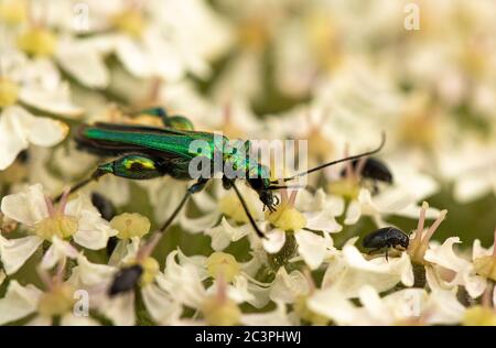 Famille des Oedemeridae, dendroctone à pattes épaisses, vert, métalique, perchée sur une fleur Banque D'Images