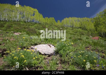 Début d'été, encens de feuillage, Big Cottonwood Canyon, Utah Banque D'Images