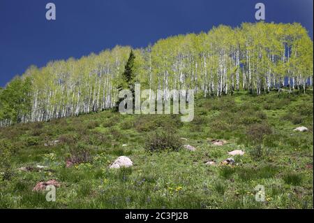 Début d'été, encens de feuillage, Big Cottonwood Canyon, Utah Banque D'Images