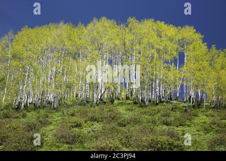 Début d'été, encens de feuillage, Big Cottonwood Canyon, Utah Banque D'Images