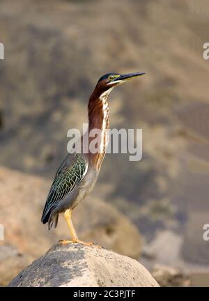 Green Heron debout sur Rock Banque D'Images