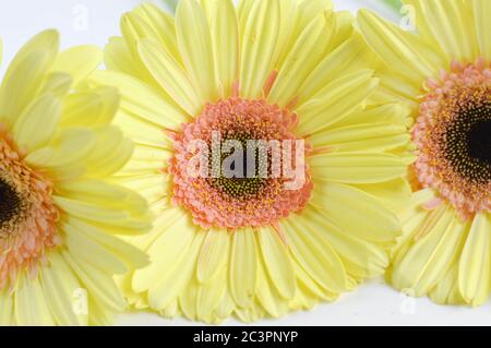 Marguerites de gerber jaunes sur fond blanc Banque D'Images